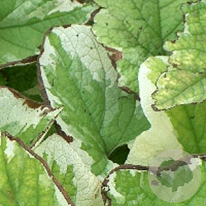 Brunnera macr. 'Dawson's White' GM P9