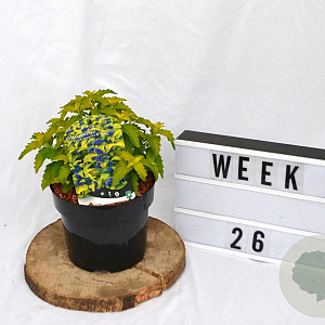 Caryopteris cland. Hint of Gold 20-25 cm 3,0L