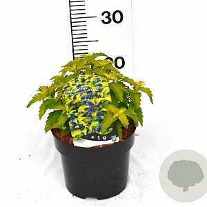 Caryopteris cland. Hint of Gold 20-25 cm 3,0L