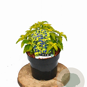 Caryopteris cland. Hint of Gold 20-25 cm 3,0L