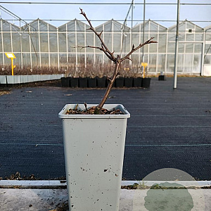 Chaenomeles cathayensis 20-30 cm P15