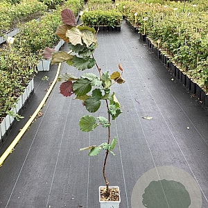 Corylus 'Rode Zellernoot' 60-80 cm P15