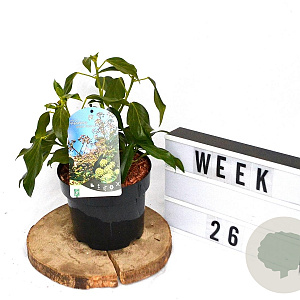 Hedera colchica 'Fall Favourite' 25-35 cm 3,0L