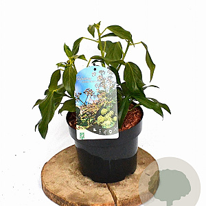 Hedera colchica 'Fall Favourite' 25-35 cm 3,0L