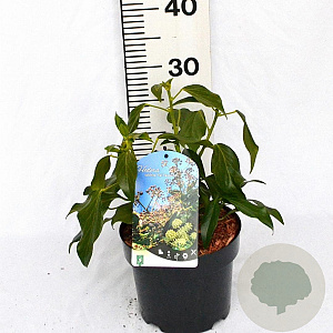 Hedera colchica 'Fall Favourite' 25-35 cm 3,0L