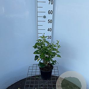 Hedera hel. 'Arborescens' 30-40 cm 2,5L