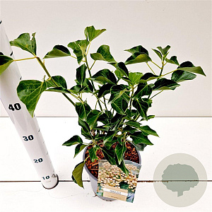 Hedera hel. 'Arborescens' 30-40 cm 2,5L