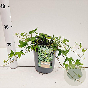 Hedera hel. 'Miniature Needlepoint' 30-40 cm 2,5L