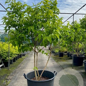Heptacodium miconioides 175-200 cm 50L