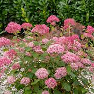 Hydrangea a. Candybelle Sorbet 40-50 cm 3,0L