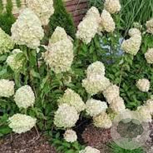 Hydrangea pan. 'Polar Bear' 25-30 cm 3,0L