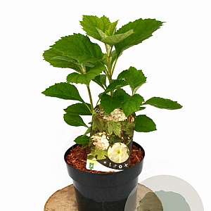 Hydrangea quercifolia 25-40 cm 3,0L