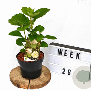 Hydrangea quercifolia 25-40 cm 3,0L