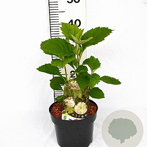 Hydrangea quercifolia 25-40 cm 3,0L