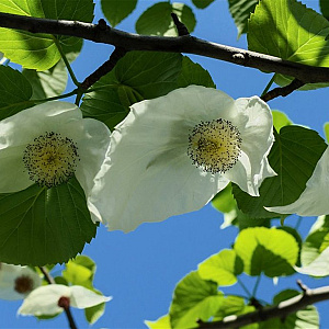 Davidia involucrata 200-250 cm draadkluit meerstammig