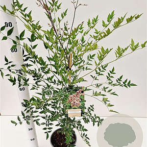 Nandina domestica 40-50 cm 2,5L
