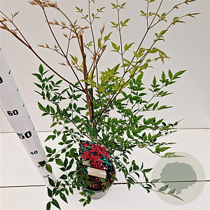 Nandina d. 'Richmond' 40-50 cm 2,5L