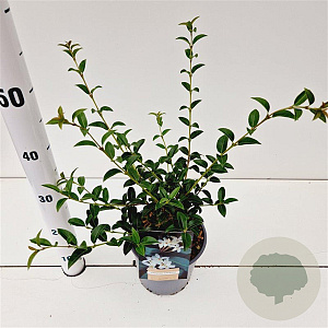 Osmanthus burkwoodii 30-40 cm 2,5L