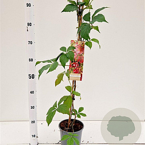 Parthenocissus quinquefolia 70-80 cm 2,5L