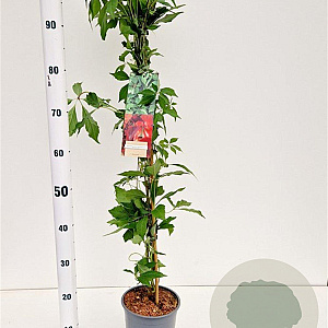 Parthenocissus quinquefolia 70-80 cm 2,5L