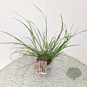Pennisetum al. 'Redhead' 40-50 cm 2,5L