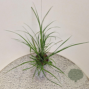 Pennisetum al. 'Redhead' 40-50 cm 2,5L