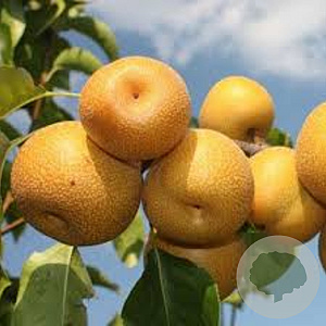 Pyrus pyrifolia 'Olympic' 175-200 cm 7,5L Gestokt