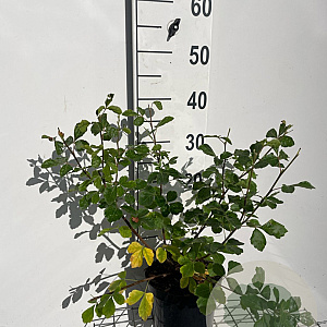 Rhus aromatica 'Grow-Low' 30-40 cm 3,0L