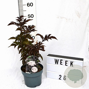 Sambucus nigra Black Tower 30-50 cm 3,0L