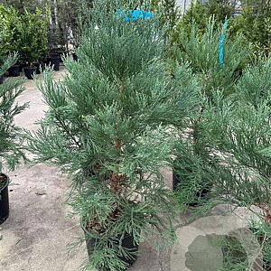 Sequoiadendron giganteum 100-125 cm 20L