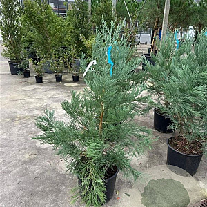 Sequoiadendron giganteum 100-125 cm 20L