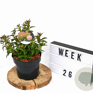 Spiraea jap. 'Anthony Waterer' 20-30 cm 3,0L