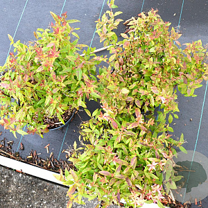 Spiraea jap. 'Anthony Waterer' 20-30 cm 3,0L