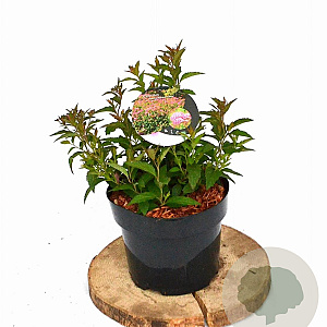 Spiraea jap. 'Anthony Waterer' 20-30 cm 3,0L