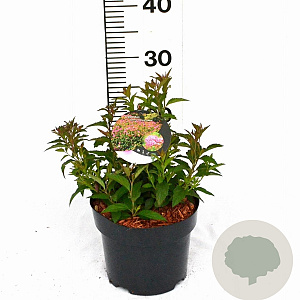 Spiraea jap. 'Anthony Waterer' 20-30 cm 3,0L