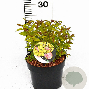 Spiraea jap. 'Firelight' 20-30 cm 3,0L