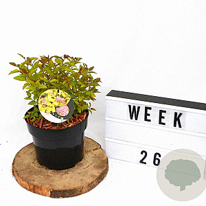Spiraea jap. 'Firelight' 20-30 cm 3,0L