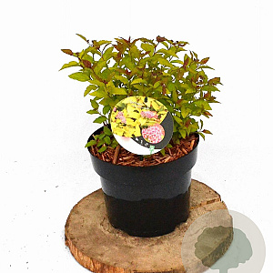 Spiraea jap. 'Firelight' 20-30 cm 3,0L