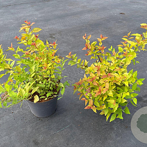 Spiraea jap. 'Firelight' 20-30 cm 3,0L