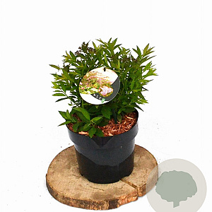 Spiraea jap. 'Genpei' 20-30 cm 3,0L