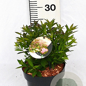 Spiraea jap. 'Genpei' 20-30 cm 3,0L