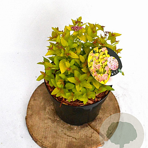 Spiraea jap. 'Golden Princess' 20-30 cm 3,0L