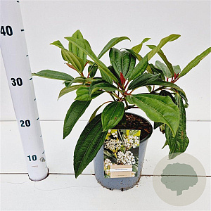 Viburnum davidii 20-30 cm 2,5L
