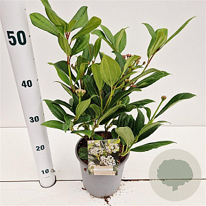 Viburnum davidii 20-30 cm 2,5L