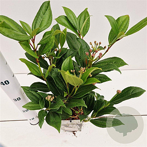 Viburnum davidii 20-30 cm 2,5L