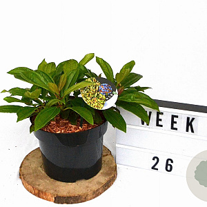 Viburnum davidii 30-50 cm 5,0L