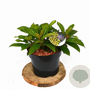 Viburnum davidii 30-50 cm 5,0L