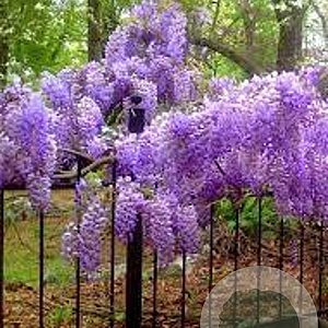Wisteria macrostachya 'Blue Moon' 250-300 cm 20L met stok