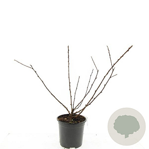 Physocarpus capitatus 'Tilden Park' GM C1.3