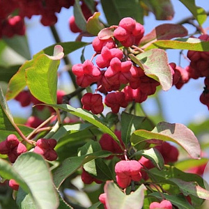 Euonymus europaeus 'Red Cascade' 150-175 cm draadkluit meerstammig
